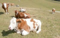 Mucche al pascolo a Livigno