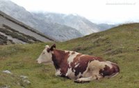 Mucca al pascolo a Livigno