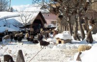 San Candido