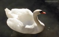 Cigno a Ortisei