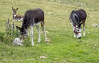 Asini a Livigno