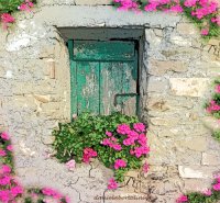 Querciole fiori