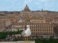 Un gabbiano a Roma